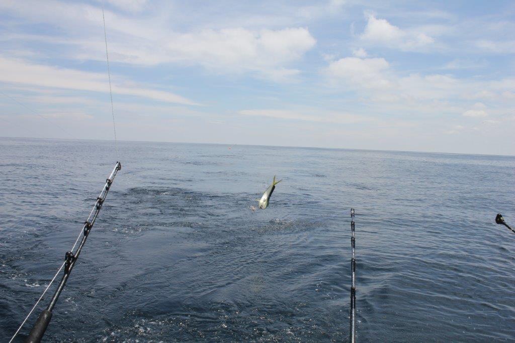 mahi in Washington Canyon