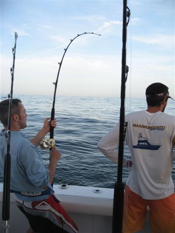 Bluefin Tuna Fight