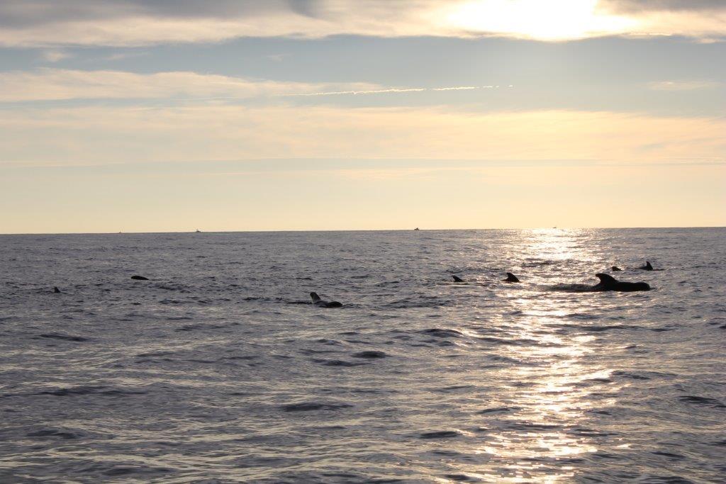 Pilot whale headquarters washington canyon