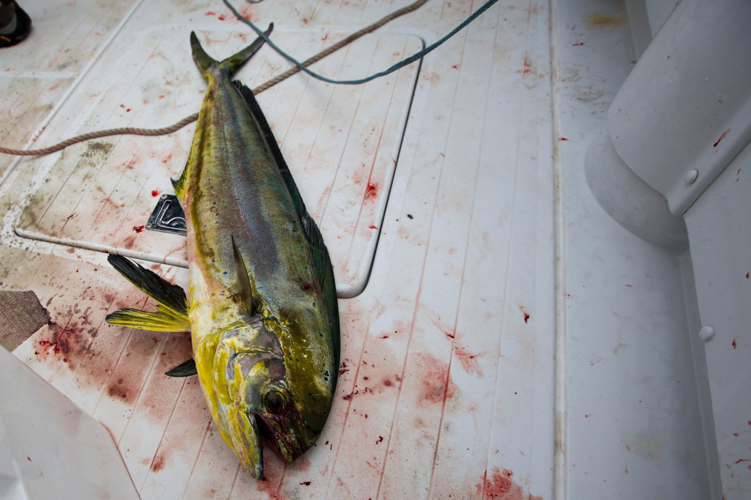 Mahi on deck