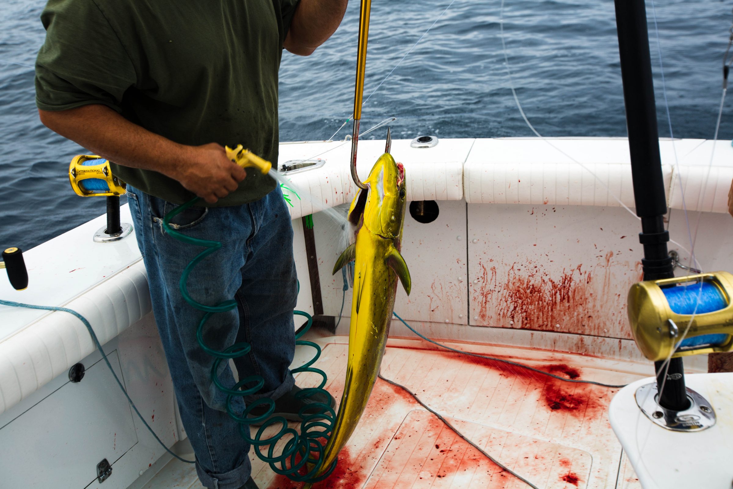 mahi