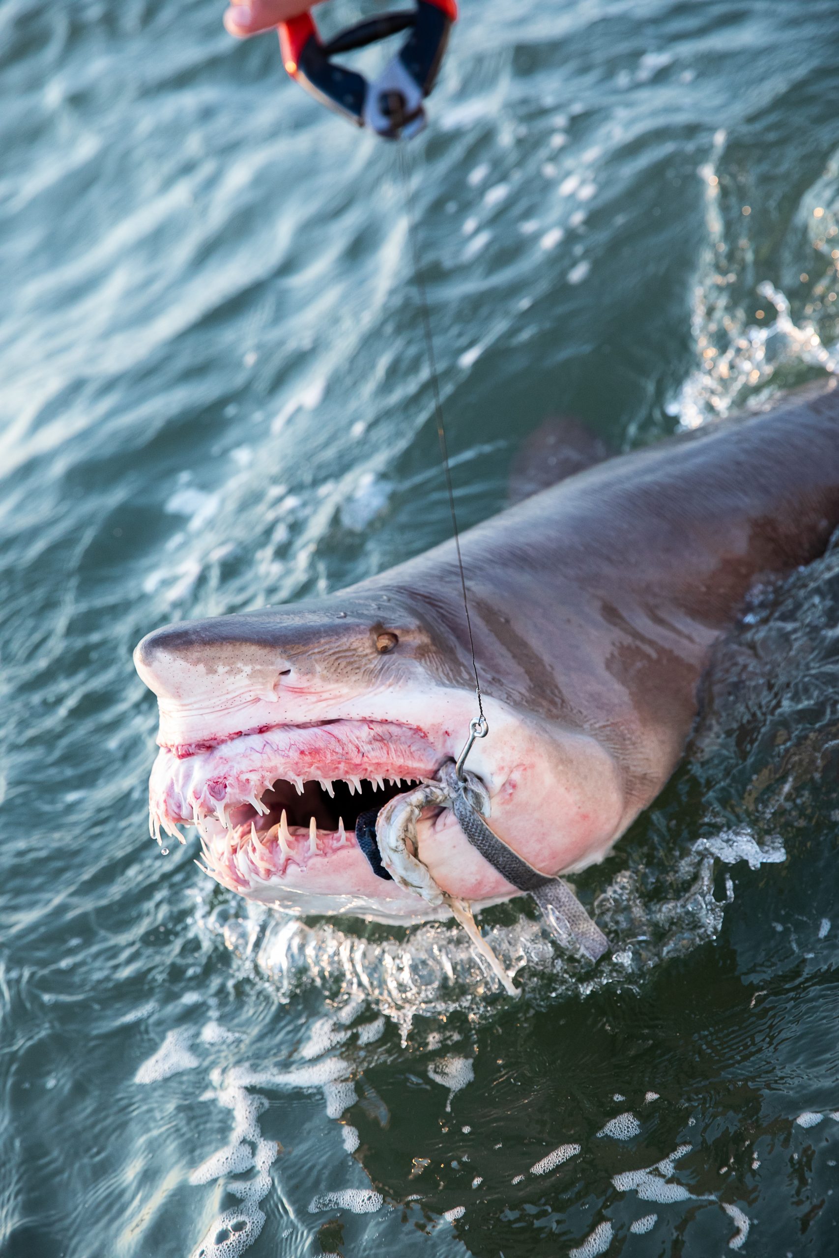 Buy Shark Fishing Rigs & Leaders - American Sea Fishing